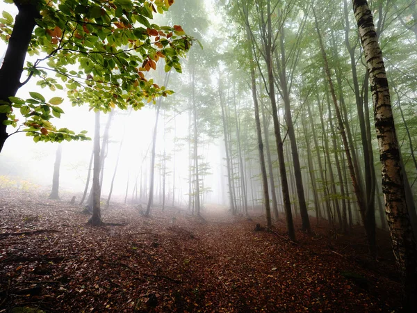 Brouillard Foncé Dans Forêt Hêtres Vert Orangé Lumière Douce Sur — Photo