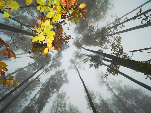 Fall Fairy Forest Fog Enchanted Autumn Forest Fog Morning Landscape — Stock Photo, Image