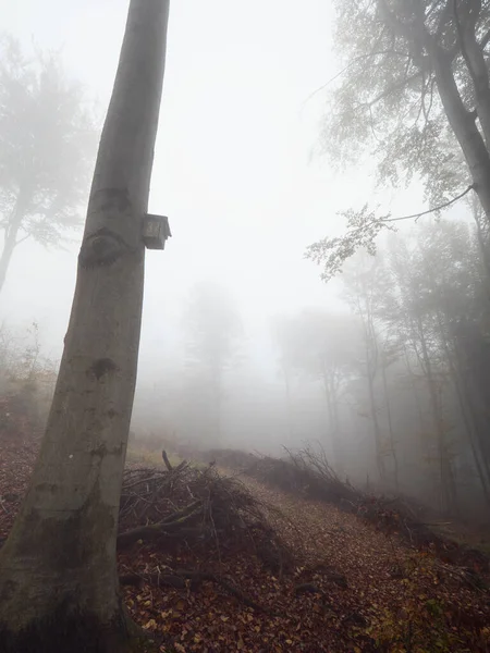 霧の空に対してブナの木の幹に木製の鳥の家 山の秋の天気 — ストック写真