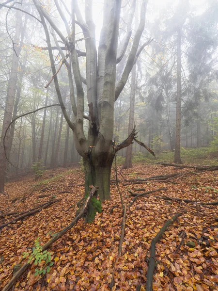 落葉樹林で枯れ木に感染 秋の霧深い曇天 — ストック写真