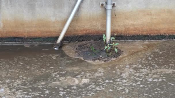 Kanalizasyonda Bitkisi Kalın Köpüklerle Yetişir Şehrin Altındaki Kanalizasyon Kanalında Atık — Stok video