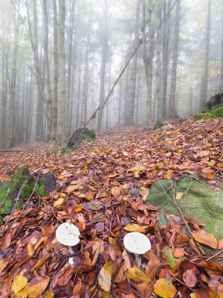 White Fog Cap Mushrooms Grow Inorange Beech Leaves Foggy Forest — Stock Photo, Image