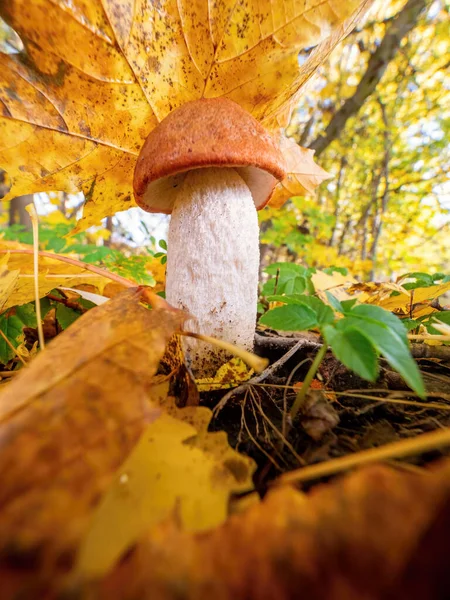 Cogumelo Leccinum Aurantiacum Tiro Ângulo Largo Cogumelo Com Chapéu Laranja — Fotografia de Stock