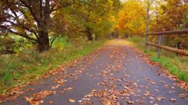 Ağaçların arasında yürüyüş yolları ve parktaki surlar. Asfalt yol boyunca düşmüş yapraklar ve iğnelerle kaplı ahşap güvenlik korkulukları..