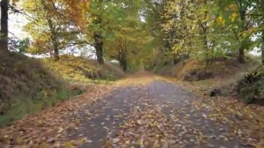 Sonbahar yolu parlak kırmızı ve sarı akçaağaç ağaçları, huş ağaçları ve kayın ağaçları ile çevrilidir. Surlar arasında düz bir yol var..