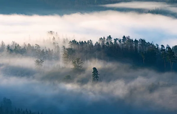 Dimmiga Mörka Skogslandskap Soluppgången Tung Dimma Och Skogsträd Utsikt Ovanpå — Stockfoto