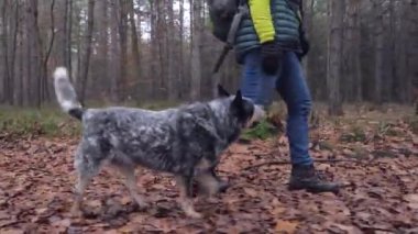 Kaslı gri köpek, puslu sonbahar ormanlarında yürüyüşe çıkan kişiyi takip ediyor. Avustralyalı sığır çobanı kot pantolonla yürür.
