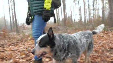 Köpek yapraklarla yürür. Gri Avustralya Sığır Köpeği sisli sonbahar ormanlarında yürüyüş yapar. Yürüyüşçü bacakları ve yüksek botlarıyla..