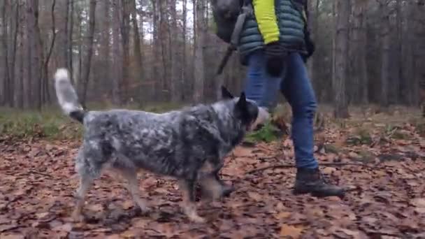 マッスルグレーの犬は霧深い秋の森をハイキングする人に従っています オーストラリアの牛犬は青いジーンズの足で歩く — ストック動画