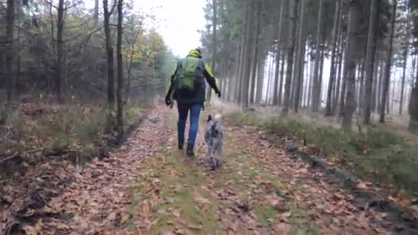 Cão Cinzento Está Seguir Seu Dono Amigo Caminhante Transportar Mochila — Vídeo de Stock