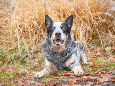 Komik, gri köpek renkli yaprakların içinde uzanıyor ve kamera lensine gülümsüyor. Sarı, turuncu, donmuş çimenli Avustralya sığır köpeği.