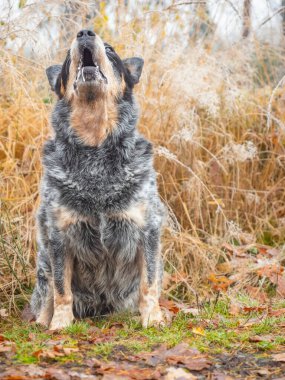 Gri köpek havlıyor ve uluyor. Gri kürklü Avustralyalı sığır köpeği çamurlu yolda oturuyor. Arka planda donmuş çimenler.. 