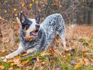 Avustralya Sığır Köpeği ilgi odağı olmayı sever. Köpek şaka yapıyor ve tüm aileyi eğlendiriyor. Sağlıklı ve kendinden emin bir köpek..