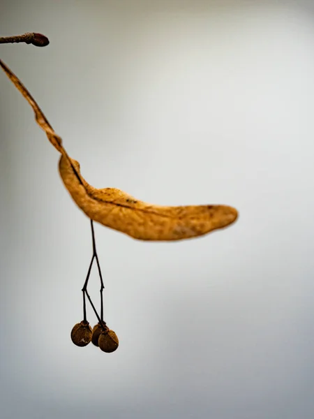나무의 틸리아 잎사귀나 — 스톡 사진
