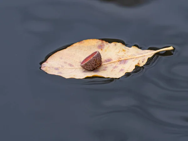 Det Gula Fallna Lövet Dammen Bär Bruten Ekollonmössa Som Seglare — Stockfoto