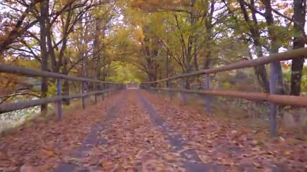 Parcourez Forêt Automne Paysage Enchanteur Charme Mystique Avec Une Route — Video