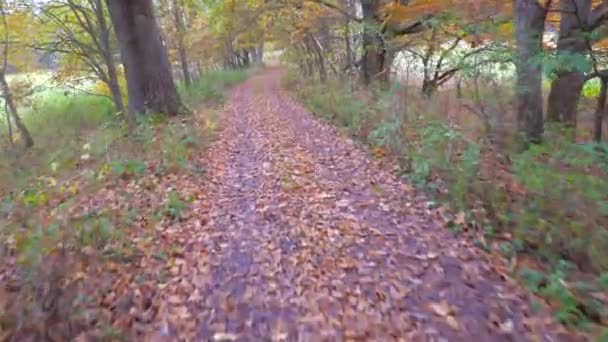 Roulez Dans Forêt Automne Par Route Campagne Coucher Soleil Paysage — Video