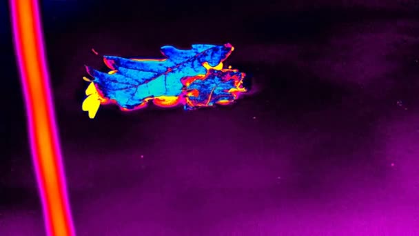 Gamma Radiační Simulátor Hladině Řeky Vznášejí Dubové Listy Nesené Větrem — Stock video