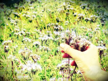 Mavi tansi bal bitkisidir, bal gibi tozlaştırıcıları cezbeder. Güneşin altında çiçek açan arı otlağı. Mor çiçekli Phacelia. Mor ve mavi soyut filtre açan çayır çiçekleri.