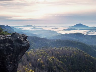 Ülkedeki ölü kurak ormanın aksine. Kabuk böceği felaketi. Çevre felaketi. Avrupa