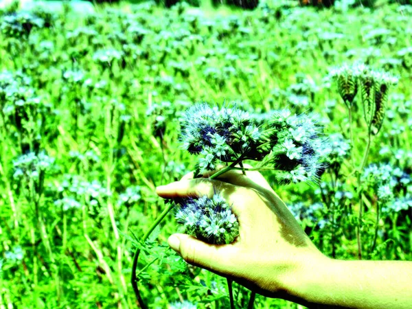 파밀리아가 농경지 양봉을 것입니다 보라색 여름의 파밀리아 추상적 여과기 — 스톡 사진