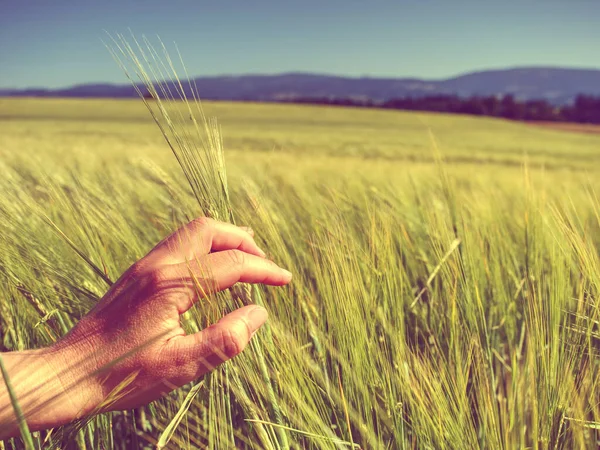 Buğday Yetiştiricisinin Elleri Buğday Tarlasına Karşı Hasat Edilen Ürünler Finansal — Stok fotoğraf