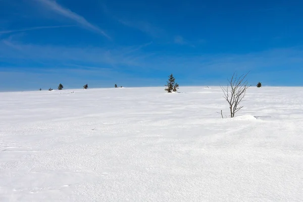 Buzlu Kar Örtüsünde Büyüyen Çalılarla Karlı Dağ Zirvesi Nanılmaz Düz — Stok fotoğraf