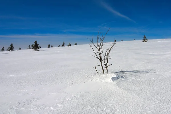 Buzlu Kar Örtüsünde Büyüyen Çalılarla Karlı Dağ Zirvesi Nanılmaz Düz — Stok fotoğraf