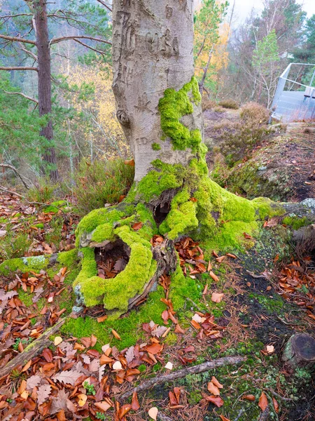 Old Stump Thick Green Moss Autumn Forest Forest Ground Moss — Stock Photo, Image