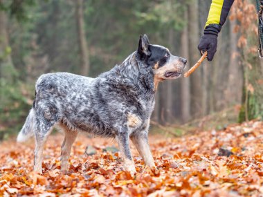 Happy cattle dog fetching a stick in colorful autumn forest. Dog portrait with shallow leaves background clipart