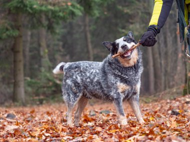 Avustralya sığır köpeği renkli yapraklarla ahşap çubuklarla oynar. Blue Heeler insan arkadaşlarıyla oynamayı ve doğada oyun oynamayı sever.. 