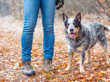 Avustralyalı işçi köpek sahibinin bacaklarının yanında yürüyüşe çıkar. Meraklı köpek bakıyor. Renkli sonbahar arkaplanı bulanık