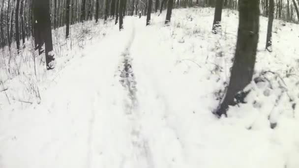 森林のシングルトラックトレイルに乗っている間に最初の人のビュー 人気のあるファットバイクに乗って木の間の危険道路 — ストック動画