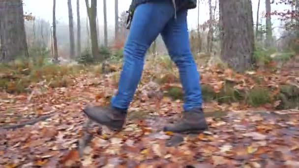 Caminando Bosque Con Una Raza Perros Australiano Azul Talón Adulto — Vídeos de Stock