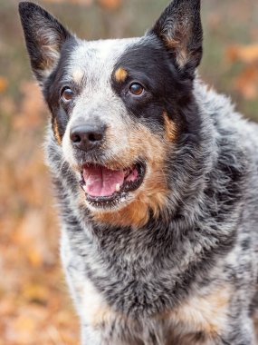 Tapılası sağlıklı yetişkin Avustralya işçi köpeği sonbahar ormanı arka planında duruyor.