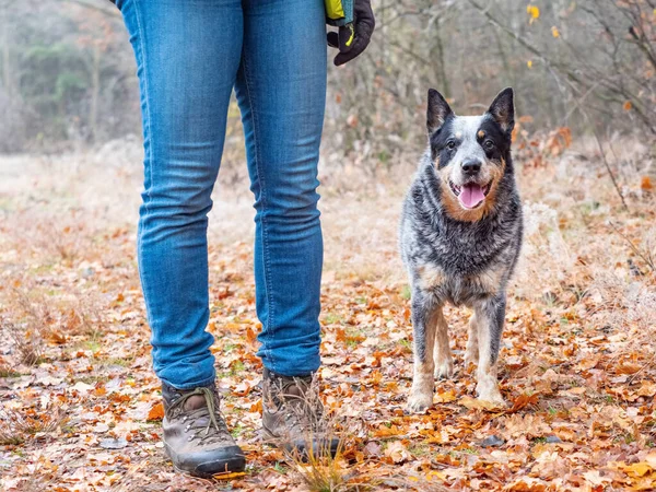 Australiano Perro Raza Trabajo Dar Paseo Lado Las Piernas Propietario — Foto de Stock