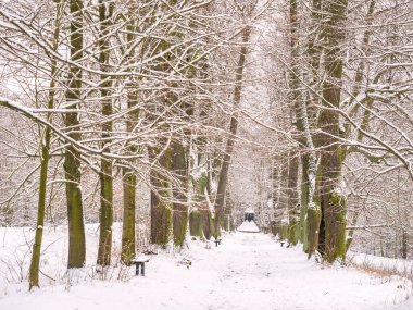 Kış manzarası, sonunda mezarlık olan kireç ağacı sokağından geçiyor. Bulutlu kış günü