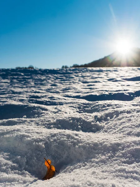 雪の中でライムの木の種 種子と壊れた乾燥した石灰の葉は雪の中にあります 地平線の太陽からの穏やかなフレア — ストック写真