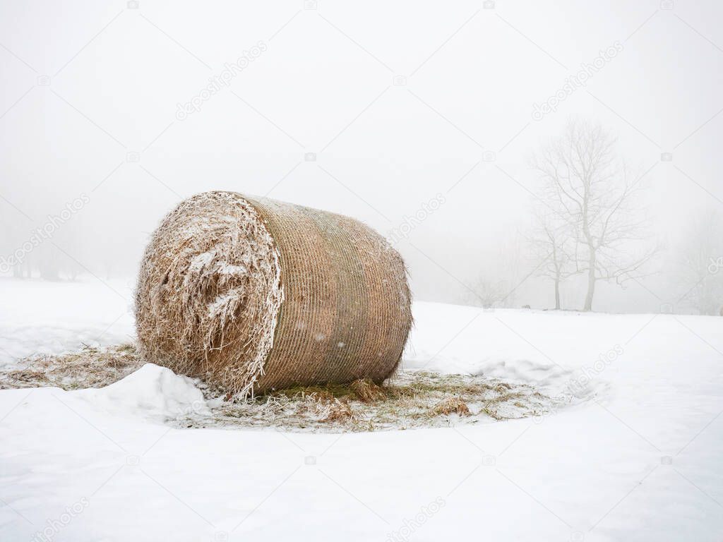 Abandoned bales of hay laying in the snow on farm field. Single solitaire trees in background.