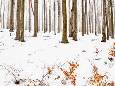 Ormandaki genç kayın ağaçlarının buzlu karları, sığ tarlaların derinliği.