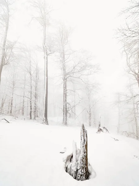 Dark trees and bent branches under snow. Thick fog