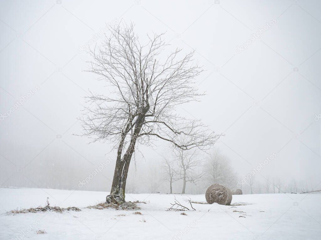 Isolated pear tree and hay bale covered with snow in a winter scenery. Horrible cold, strong wind and snowing. 