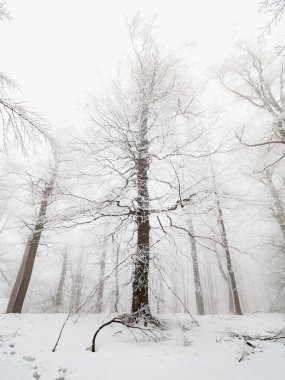 Şafak vakti sisli kış ormanlarında yolunu kaybetmiş. Doğa arkaplan sisi ve karı 