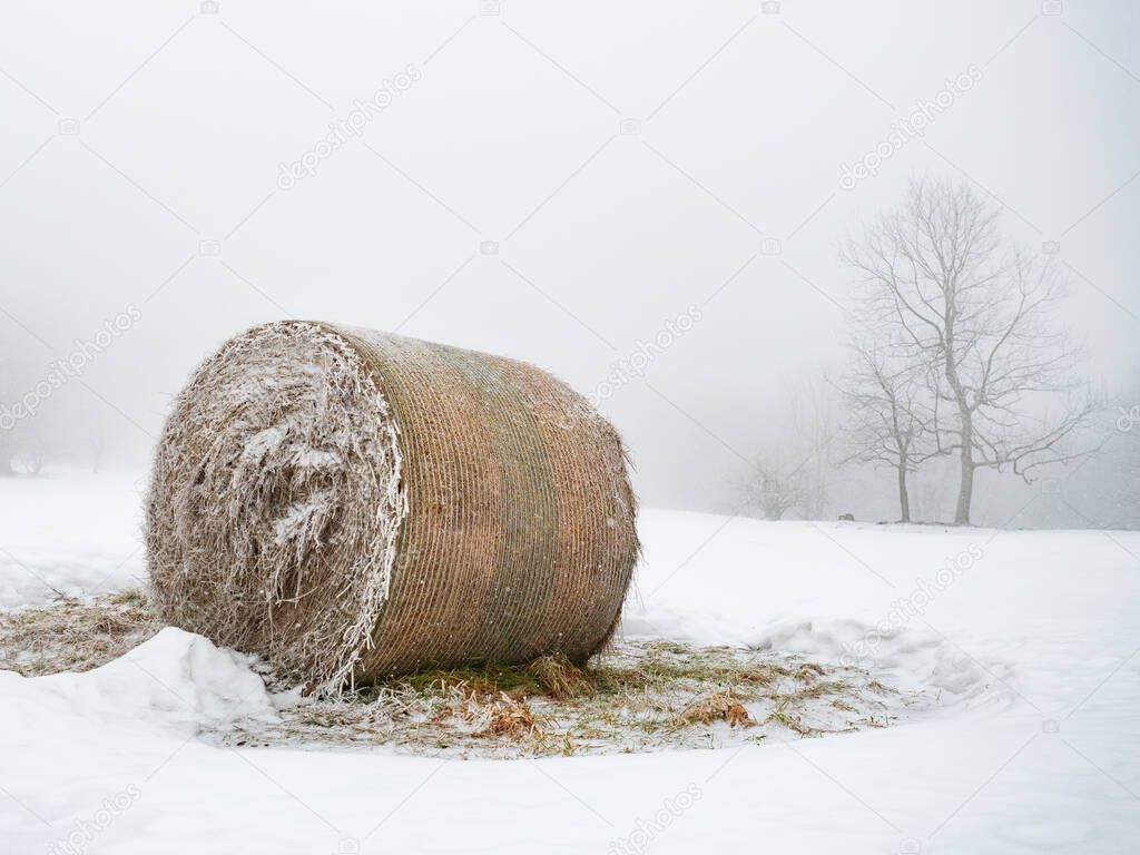 Last bale of hay laying in the snow at single tree on farm field. Icy footprints in snow.