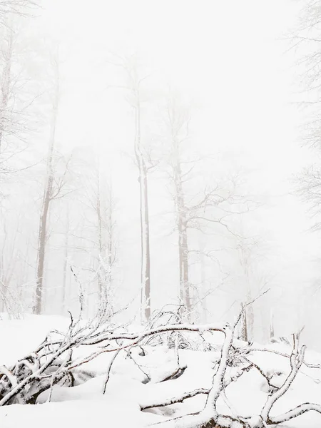 Snowy shape in the northern wood. Snow forest outlines in heavy fog and gentle snowing weather