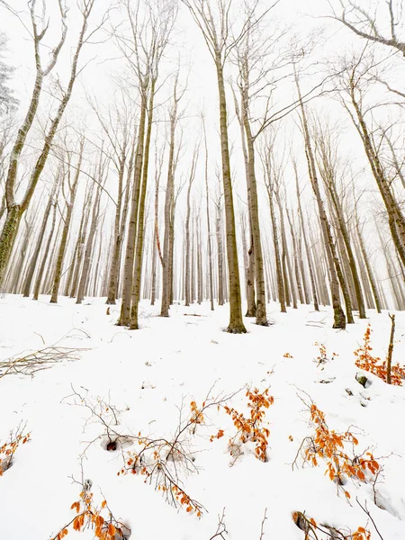 Young beech trees under fresh snow and hoarfrost within winter season. Frozen  beech leaves, hoarfost in winter forest. Beautiful nature background