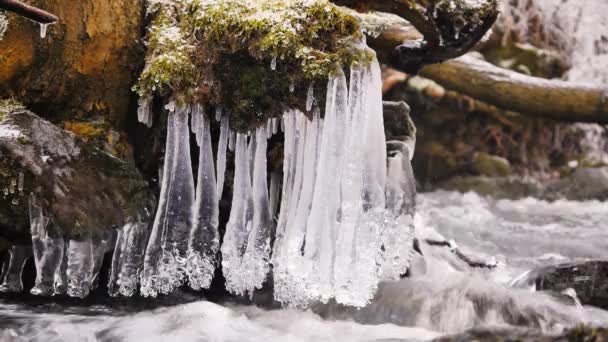 苏玛瓦国家公园的冬季小溪 在冬天 在树上的冰的特写 春天融化的冰柱 — 图库视频影像