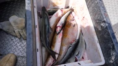 Bir balıkçı teknesinin konteynırında morina ve uskumru avlıyor. Açık bir teknede balık tutmak.