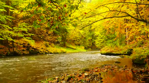 Autunno Giallo Arancione Sul Fiume Nella Foresta Natura Autunnale — Video Stock