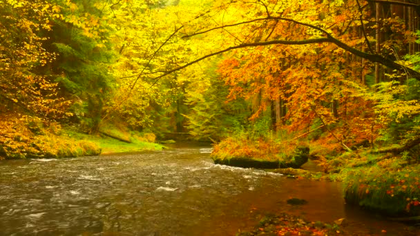 Forêt Automnale Multicolore Dessus Surface Ruisseau Légèrement Montagneux Vue Imprenable — Video